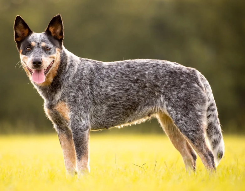 Cattle Dog training