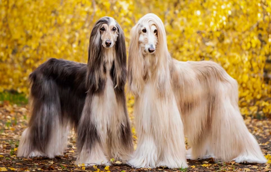 Afghan Hound care