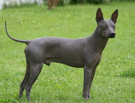 hairless dog breed