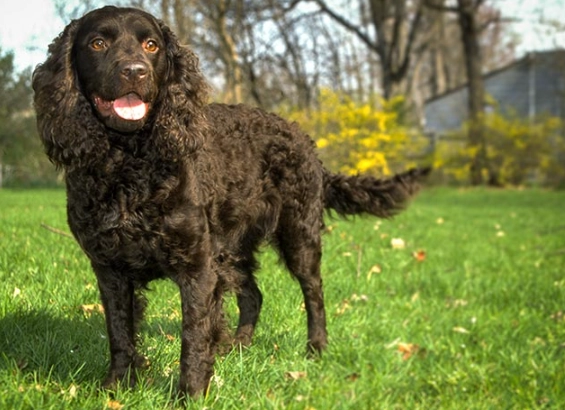 Water Spaniel breed