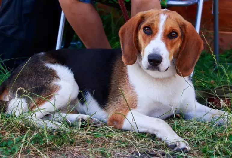 Foxhound dog breed