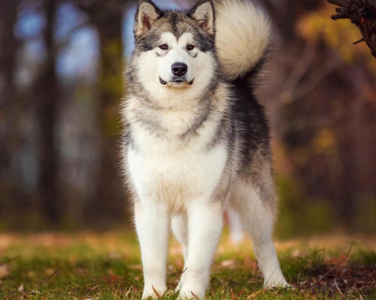 Alaskan Malamute care