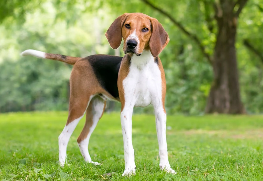 Foxhound dog breed
