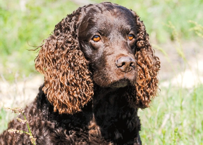 Water Spaniel breed