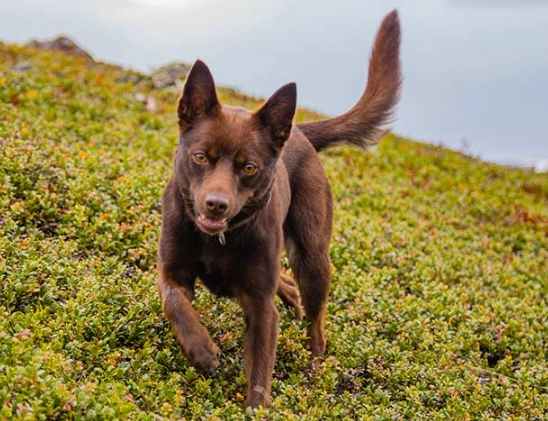 Australian Kelpie training