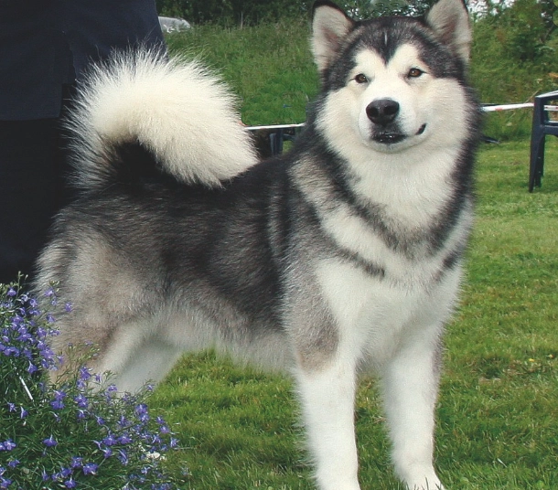 Alaskan Malamute care