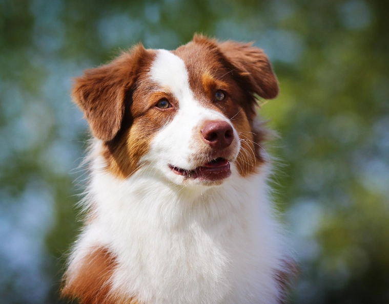 Australian Shepherd training