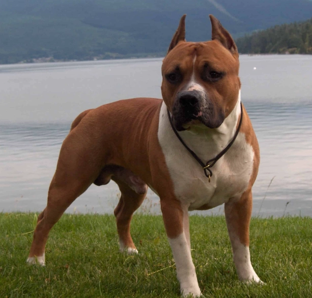 Staffordshire Terrier temperament