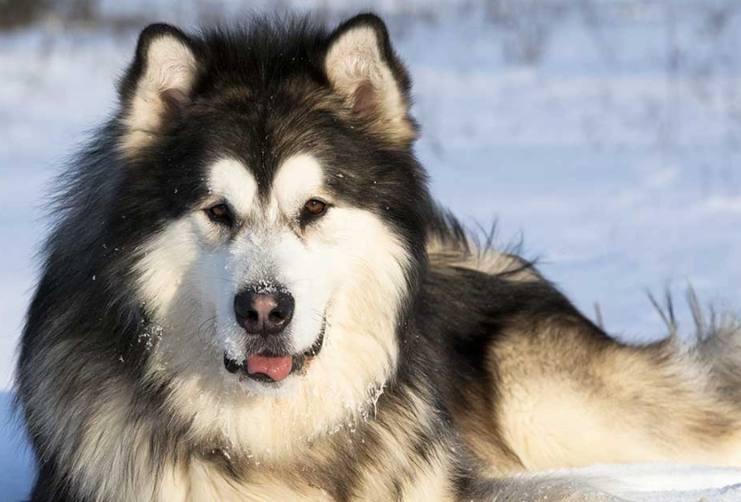 Alaskan Malamute vs Husky