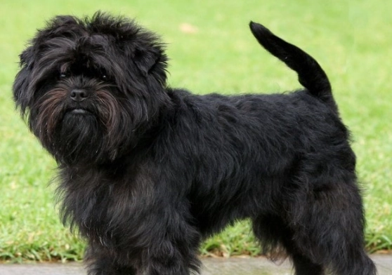 Affenpinscher puppies for sale