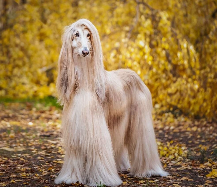 Afghan Hound grooming