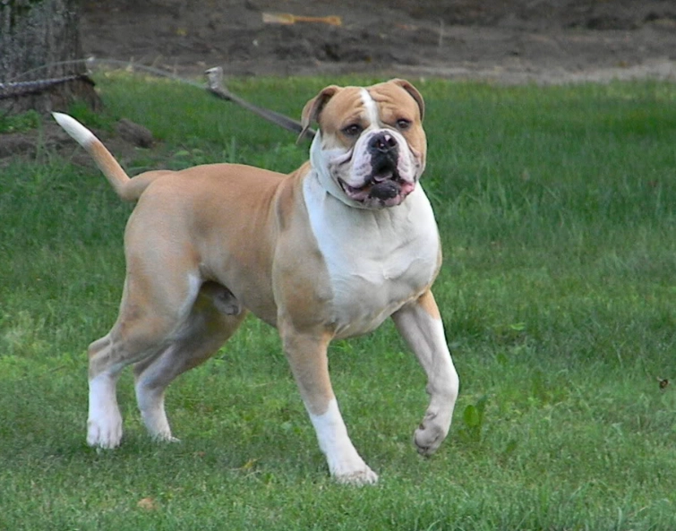 American Bulldog temperament