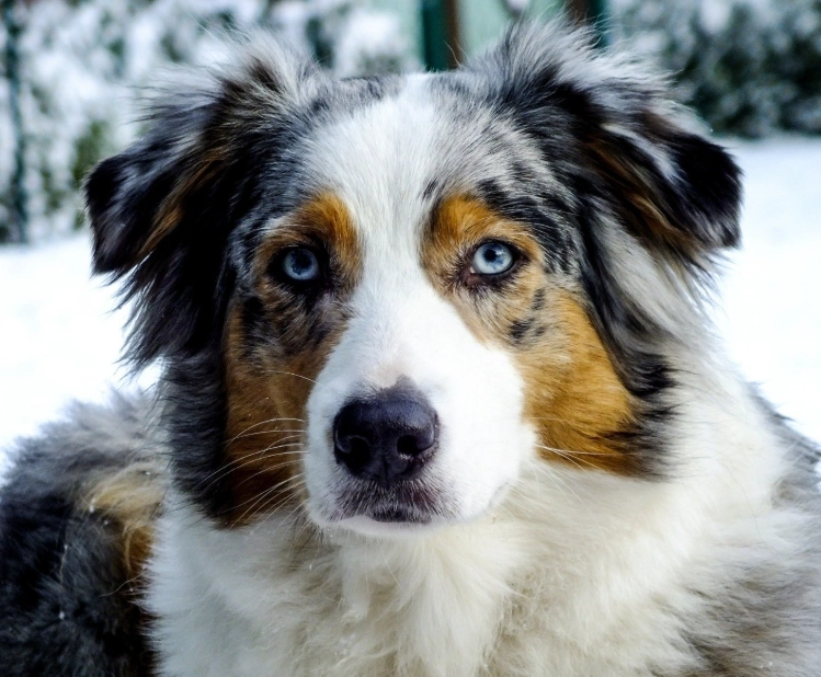 Australian Shepherd care