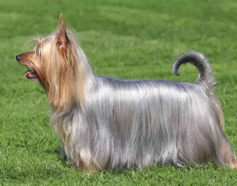 Silky Terrier care