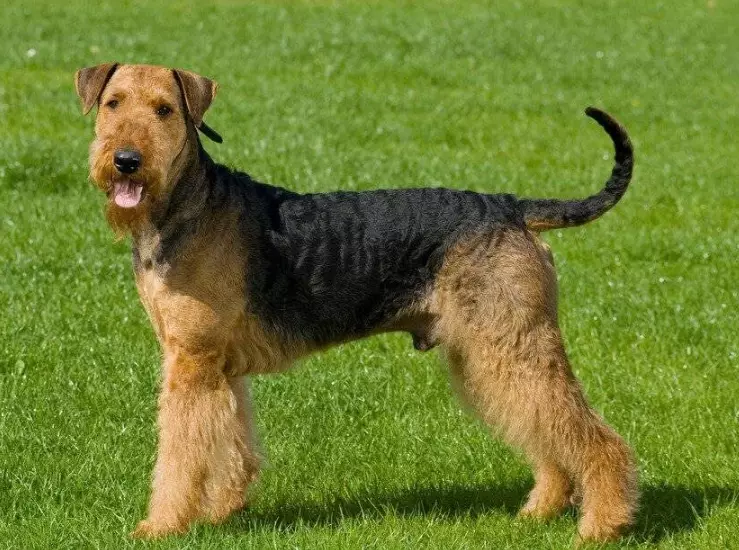 Airedale Terrier grooming