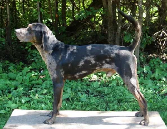 versatile hunting dog