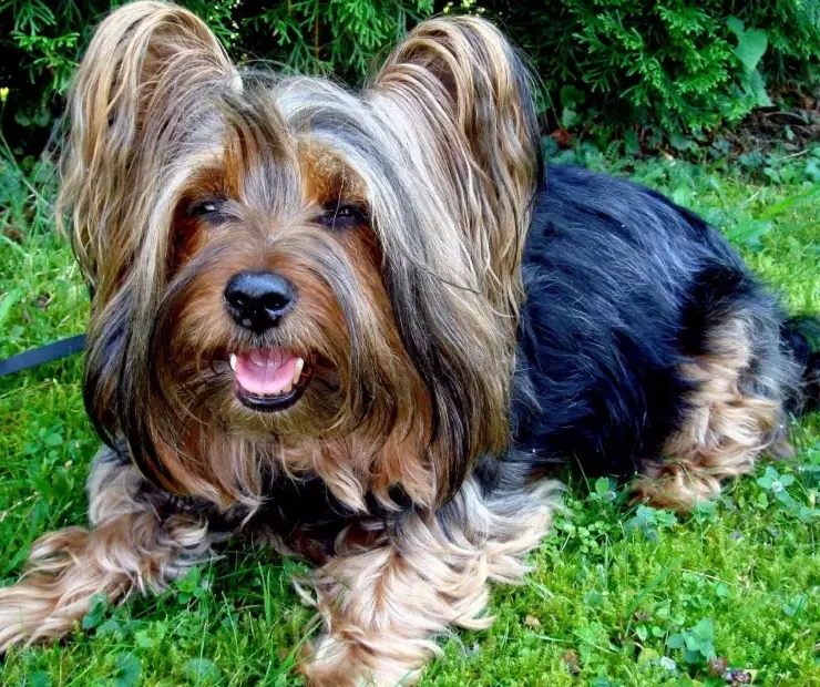 Silky Terrier temperament