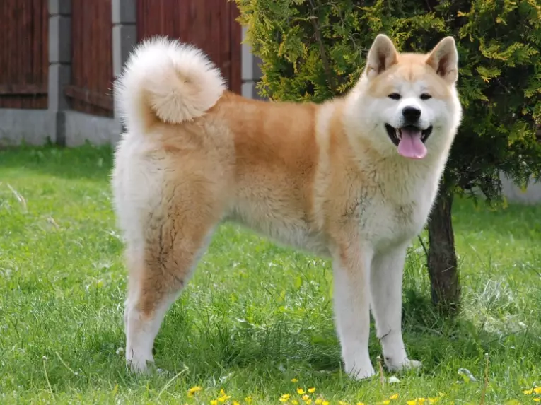 Akita dog