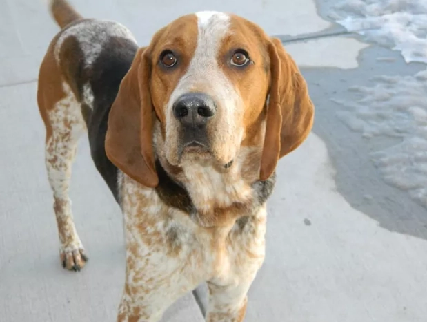 English Coonhound lifespan