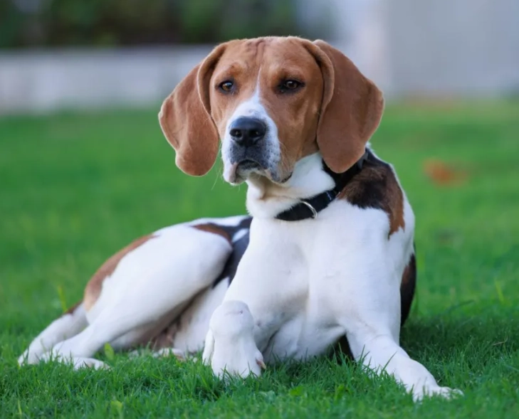 American Foxhound temperament