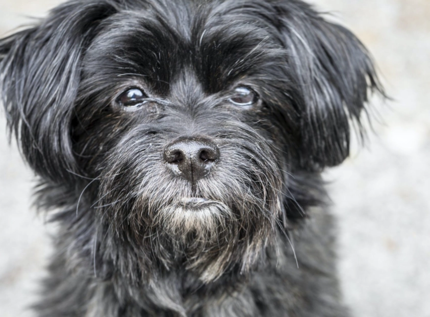 Affenpinscher dog breed