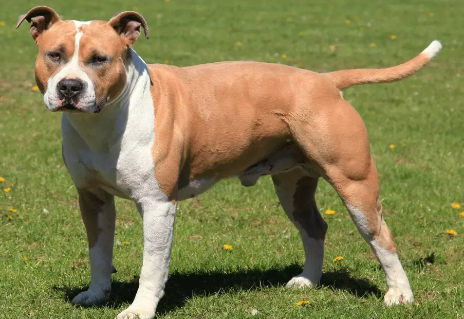 AmStaff dog breed
