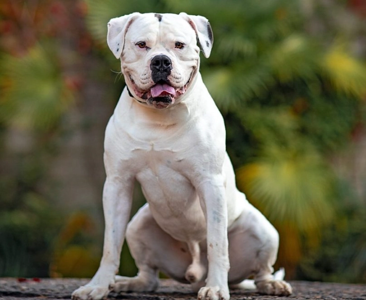 American Bulldog health