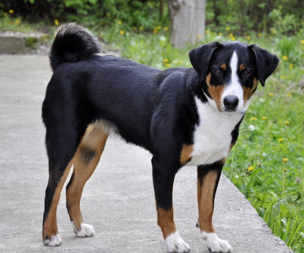 Swiss Mountain Dog
