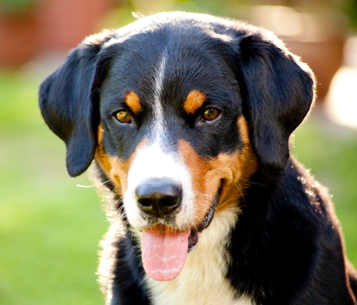 Appenzeller Mountain Dog