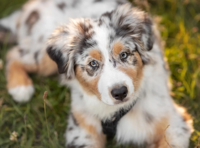 Australian Shepherd care
