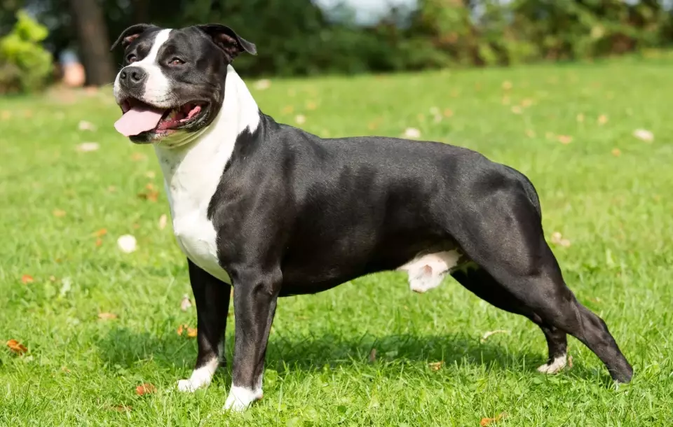 AmStaff dog breed