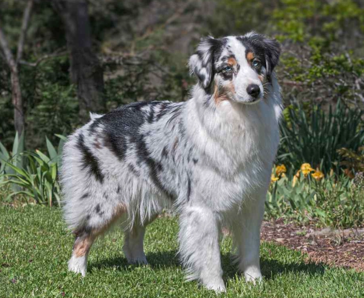Australian Shepherd training