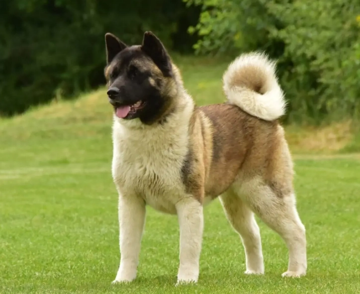 Akita dog