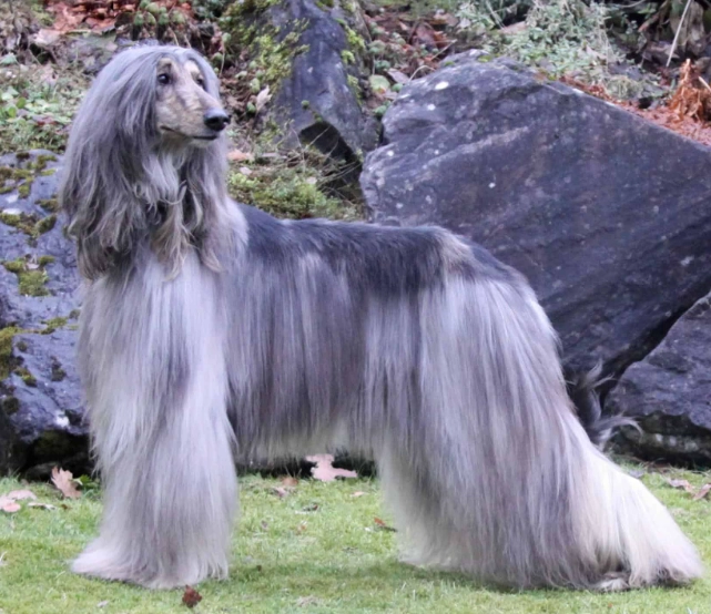 Afghan Hound grooming