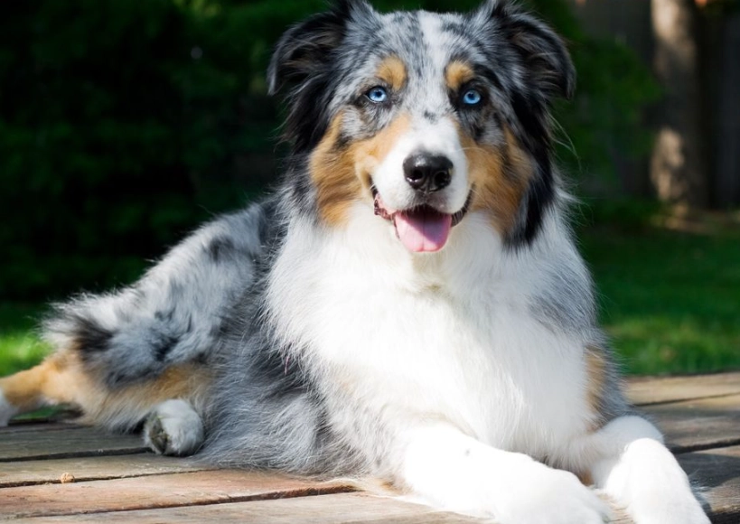 Australian Shepherd training