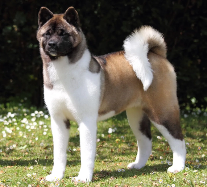 Akita breed characteristics
