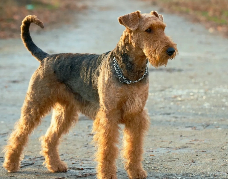 Airedale Terrier temperament