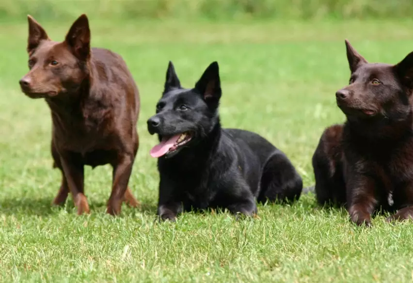 Australian Kelpie health problems