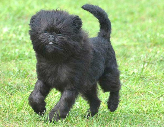 Affenpinscher temperament
