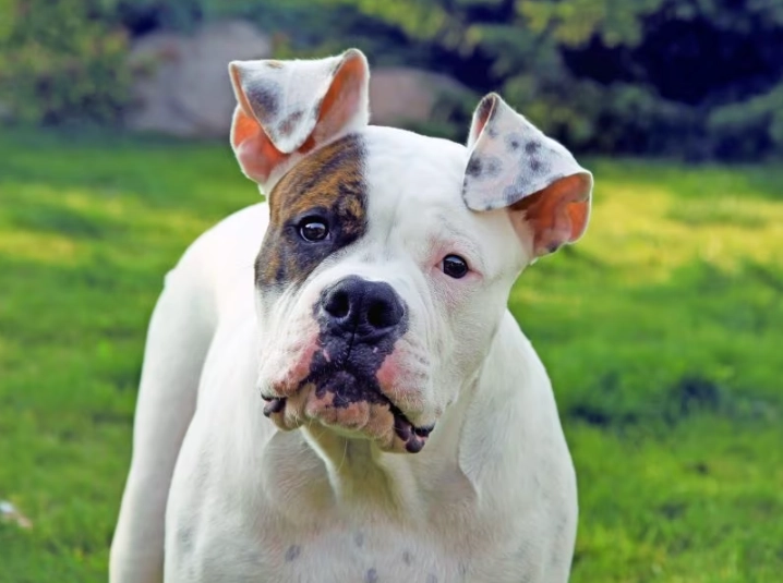 American Bulldog temperament