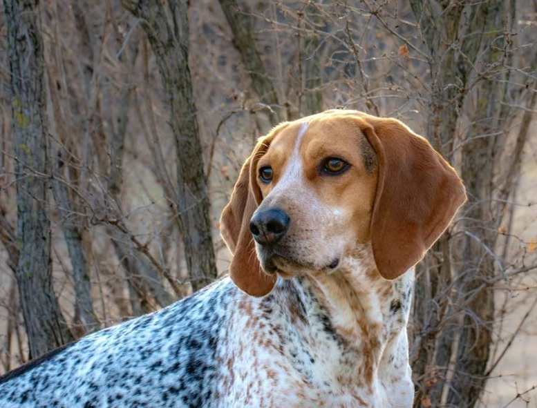 American English Coonhound information