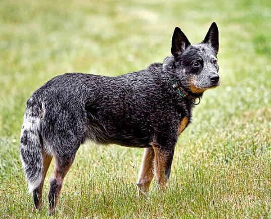 Cattle Dog training