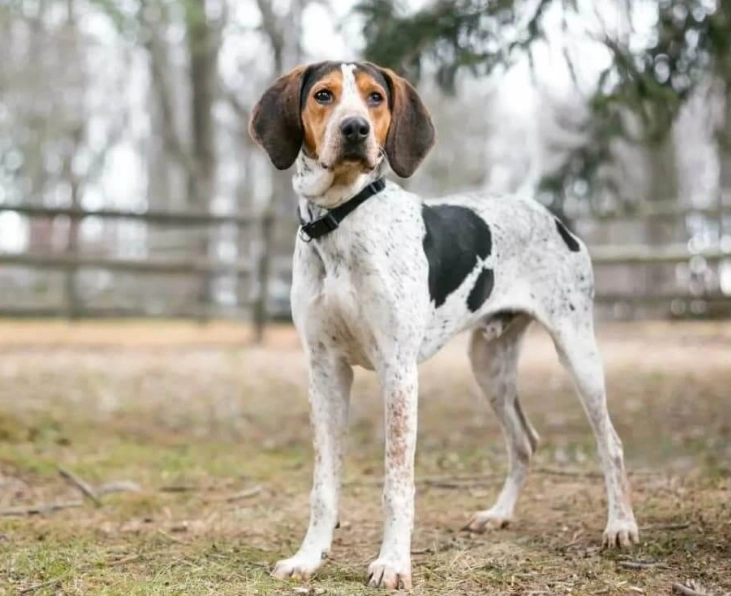 American English Coonhound information