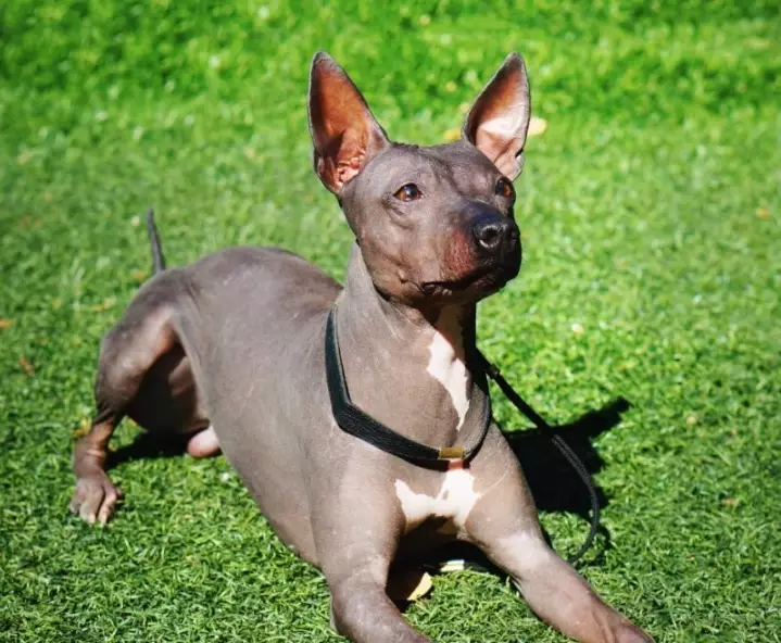 hypoallergenic terrier