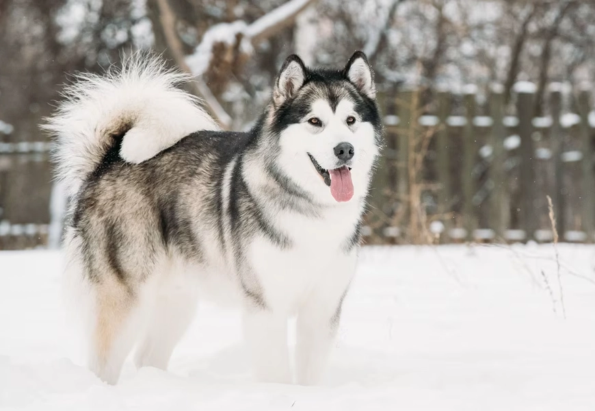 Alaskan Malamute characteristics