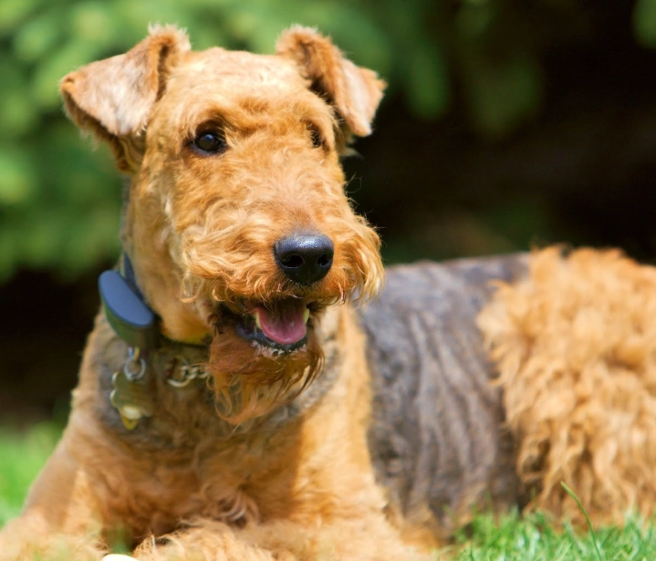Airedale Terrier grooming