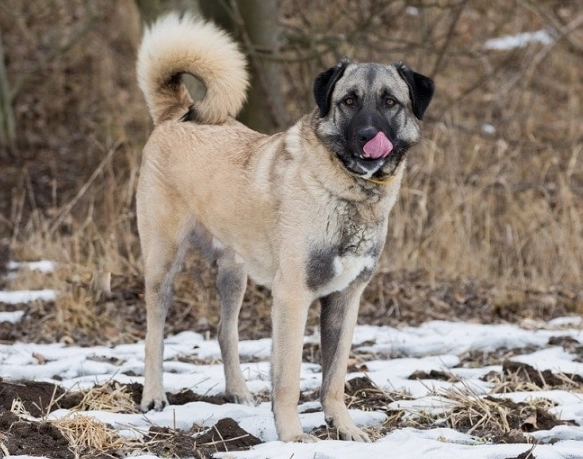Anatolian Shepherd breed