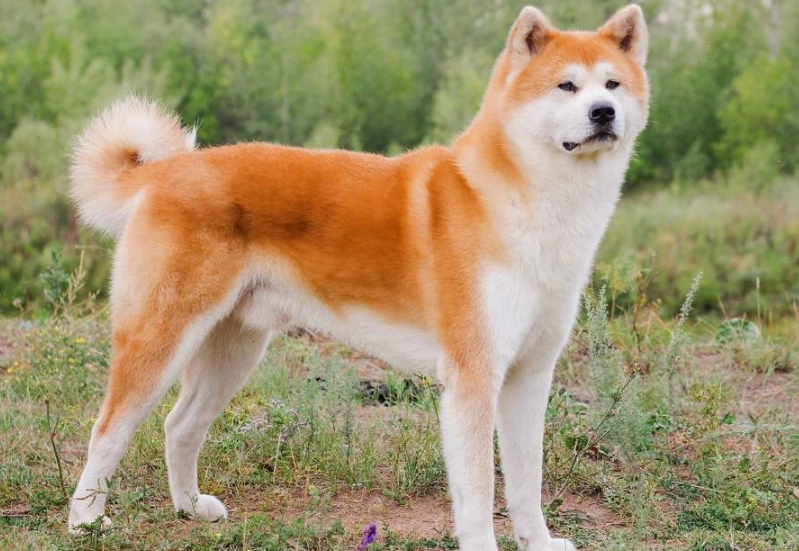 Akita breed characteristics