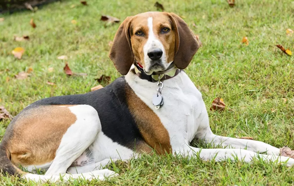 American English Coonhound information