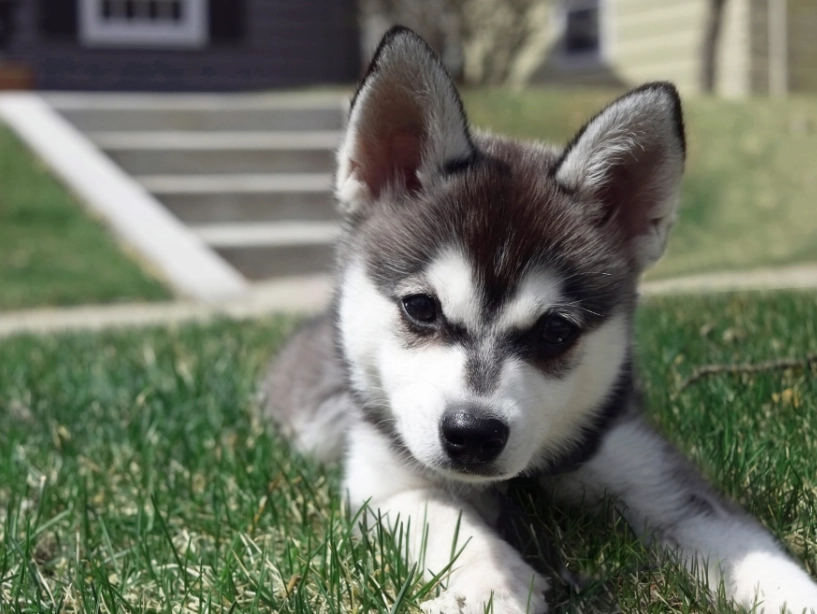 Mini Husky